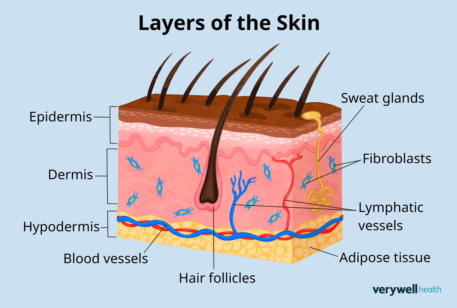 ผิวหนังชั้นไขมันใต้ผิวหนัง Hypodermis or Subcutaneous Tissue Fat Layer